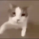₍(^ . . ^₍)੭ .ᐟ.ᐟ silly loveable cats — ask2dm﹒social﹒active﹒cats﹒giveaways﹒asktodm
