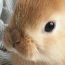   bunny  GUILD   Discord Server Icon