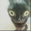 ฅᨐฅ | /buh banner