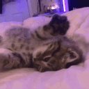 northing's (kitty)