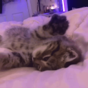 northing's (kitty) icon