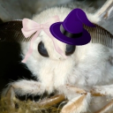 Discovery icon for MOTH HEAVEN Discord server