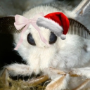 Discovery icon for MOTH HEAVEN Discord server