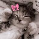 .𖥔 ݁ ˖   miau   ,   .gg/jinshi      ̊. ᵎᵎ Discord Server Icon