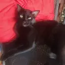 Bolacueva