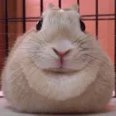 Aureolis