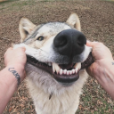 Discovery icon for The Wolp Den Discord server