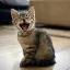 #.KTY | tomdacat.com/tag