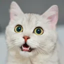 #𒅌𒅌 | tomdacat.com/tag