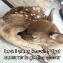 bunnie ╎ rblx + mm banner