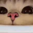 Meow <3
