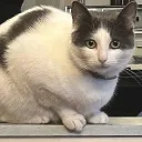 Meow