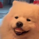 你好狗