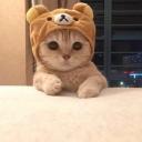 Cat PvP icon