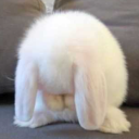 bunny | gag items avatar
