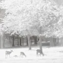 /frenzie gwy nitro social [﹑あい ]