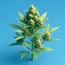 🍃 #LOUD TAG 🍃~ {LIVE NOW} banner