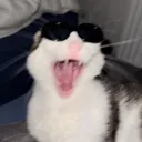 Meow Meow banner