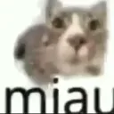 miau