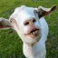 GOAT TAG