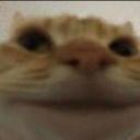 tomdacat.com/tag avatar
