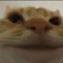 tomdacat.com/tag banner