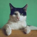 #.cat | tomdacat.com/tag Discord Server Icon