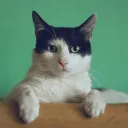 #.cat | tomdacat.com/tag banner