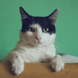 #.cat | tomdacat.com/tag