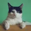 #.cat | tomdacat.com/tag