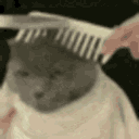 #ᓚᘏᗢ | tomdacat.com/tag avatar