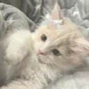 KITTY TAG | 🐱