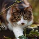 Warrior Cats - A New Begin