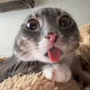 alphaipas community banner