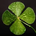 LUCK Tag banner