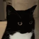 NewDarkAngelV Game