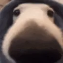 snoot