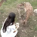 🦌𓏲 fawn ﹕ ꣑୧ icons ㆍ guilds ㆍ gws ㆍ decor