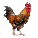 cocky guys avatar