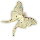 rokkenjima | 21+ Discord Server Icon