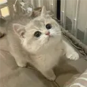 Glitched Da Kitty Cat Production's Tag