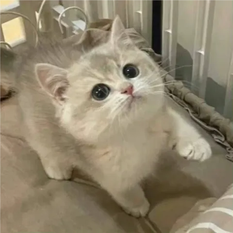 Glitched Da Kitty Cat Production's Tag banner