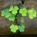 🍀 Lucky Valley