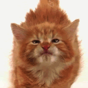 wh1skers Discord server icon