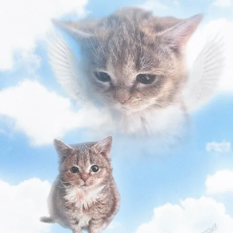 stupid dumb cat banner