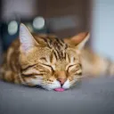 ᶻ 𝗓 𐰁 | /buh banner