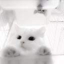 Clandestine Cat Cafe v2 avatar