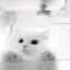 Clandestine Cat Cafe v2