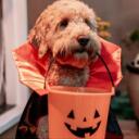 🍬🐾 Puppy Pen 🦴🎃 icon