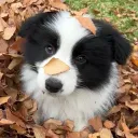🎃🐾 Puppy Pen 🦴🍂